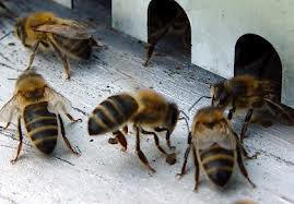 DECT – les abeilles n’en reviennent pas