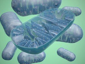 Impact des micro-ondes sur le cerveau démontré